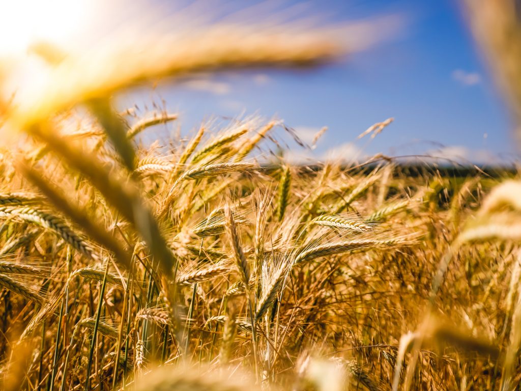 cash-crop first policy
