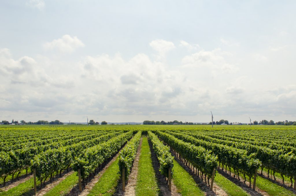 agribusiness in africa