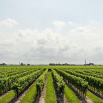 agribusiness in africa