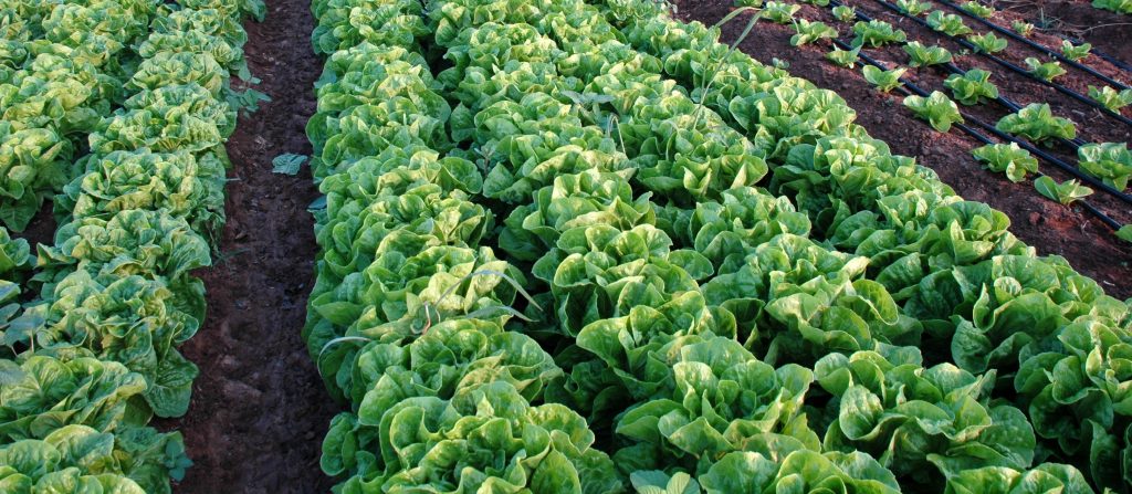 Egypt’s agriculture