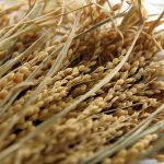 Rice Growing in Senegal