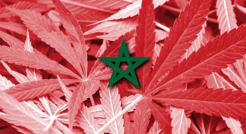 The legalization of Cannabis in Morocco | Infomineo