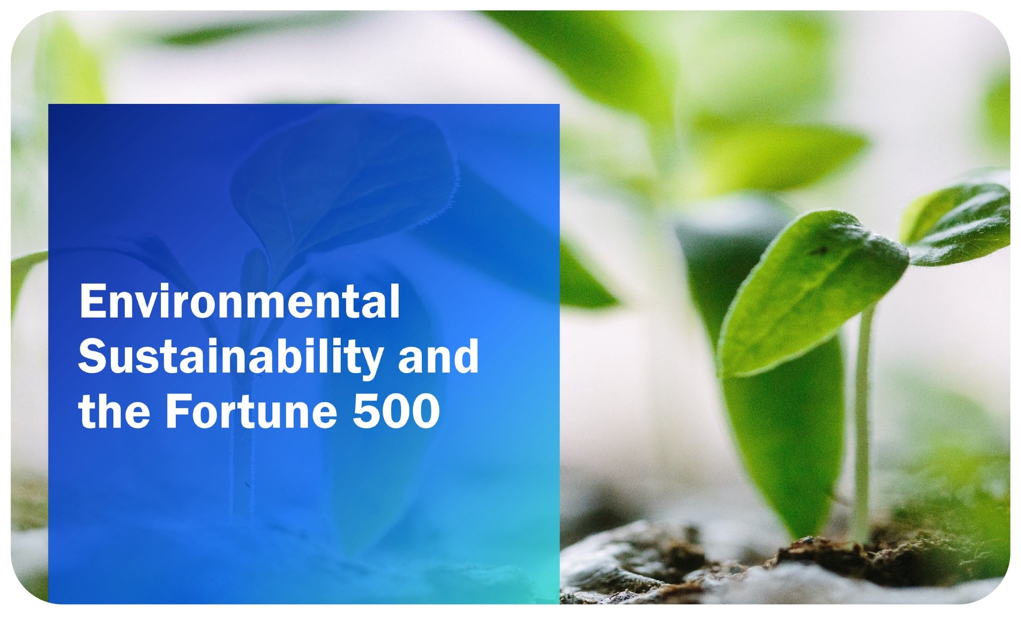 Environmental Sustainability and the Fortune 500