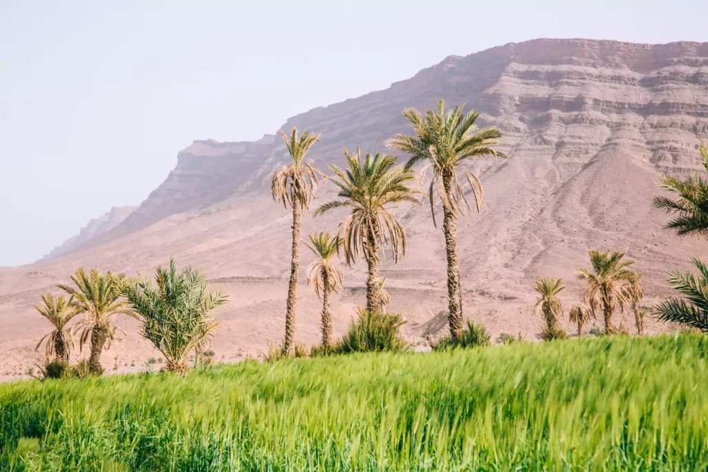 Oman date-based meat alternatives